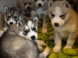 4 chiots Huskies LOF &agrave; r&eacute;server