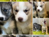 4 chiots Huskies LOF &agrave; r&eacute;server