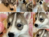 4 chiots Huskies LOF &agrave; r&eacute;server