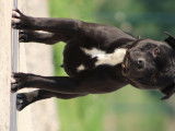Trois chiots mâles Staffies LOF noir et blanc à réserver