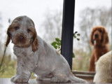 Chiot femelle Cocker Anglais LOF orange et blanc disponible &agrave; la vente