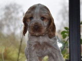Chiot femelle Cocker Anglais LOF orange et blanc disponible &agrave; la vente