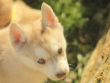 Chiot femelle Husky LOF fauve disponible à la vente