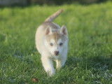 Chiot femelle Husky LOF fauve disponible à la vente