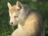 Chiot femelle Husky LOF fauve disponible à la vente