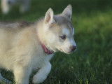 Chiot femelle Husky LOF fauve disponible à la vente