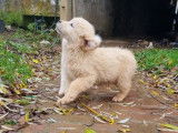 Chiot mâle Golden Retriever LOF sable disponible à la vente