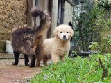Chiot mâle Golden Retriever LOF sable disponible à la vente