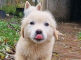 Chiot mâle Golden Retriever LOF sable disponible à la vente