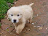 Chiot mâle Golden Retriever LOF sable disponible à la vente