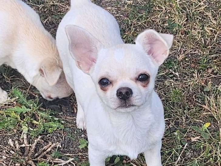 Deux chiots Chihuahuas LOF à vendre