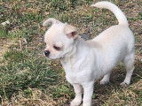 Deux chiots Chihuahuas LOF &agrave; vendre