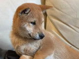 5 chiots Shiba Inus LOF disponibles à la vente