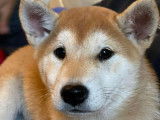 5 chiots Shiba Inus LOF disponibles à la vente