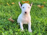 5 chiots mâles Bull Terriers Miniatures LOF à vendre