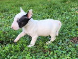 5 chiots mâles Bull Terriers Miniatures LOF à vendre