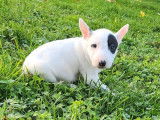 5 chiots mâles Bull Terriers Miniatures LOF à vendre
