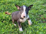 5 chiots mâles Bull Terriers Miniatures LOF à vendre