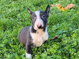 5 chiots mâles Bull Terriers Miniatures LOF à vendre