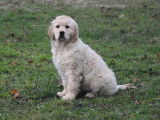 Deux chiots femelles Golden Retrievers LOF à vendre