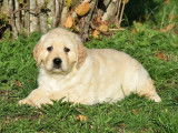 Deux chiots femelles Golden Retrievers LOF à vendre