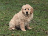 Deux chiots femelles Golden Retrievers LOF à vendre