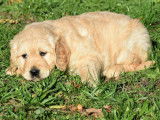 Deux chiots femelles Golden Retrievers LOF à vendre