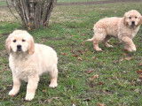 Deux chiots femelles Golden Retrievers LOF à vendre
