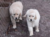 Deux chiots femelles Golden Retrievers LOF à vendre