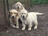 Deux chiots femelles Golden Retrievers LOF à vendre