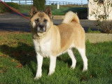 Chienne Akita Américain LOF fauve de 4 ans à vendre