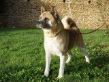 Chienne Akita Américain LOF fauve de 4 ans à vendre