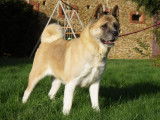 Chienne Akita Américain LOF fauve de 4 ans à vendre