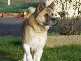 Chienne Akita Américain LOF fauve de 4 ans à vendre