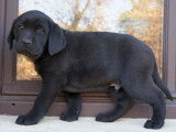 7 chiots Labrador Retrievers LOF disponibles à la vente