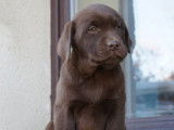 7 chiots Labrador Retrievers LOF disponibles à la vente