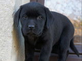 7 chiots Labrador Retrievers LOF disponibles à la vente