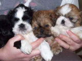 5 chiots Shih Tzu LOF à la réservation