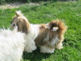 5 chiots Shih Tzu LOF à la réservation