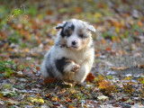 10 chiots Bergers Australiens LOF disponibles à la réservation