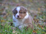10 chiots Bergers Australiens LOF disponibles à la réservation