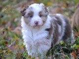 10 chiots Bergers Australiens LOF disponibles à la réservation