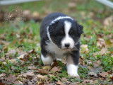 10 chiots Bergers Australiens LOF disponibles à la réservation