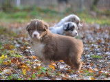 10 chiots Bergers Australiens LOF disponibles à la réservation