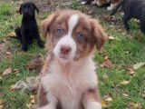 À vendre : trois chiots Bergers Australiens tricolores