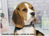 Des chiots Beagles LOF tricolores disponibles à la vente