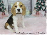 Des chiots Beagles LOF tricolores disponibles à la vente