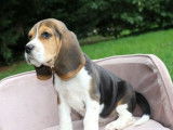 Des chiots Beagles LOF tricolores disponibles à la vente
