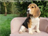 Des chiots Beagles LOF tricolores disponibles à la vente
