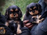 Deux chiots Cavaliers King Charles LOF à acheter